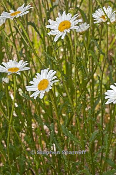 leucanthemum vulgare 4 graphic